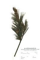 藏品(臺灣華山松)的圖片